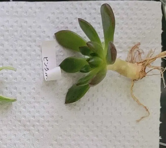 エケベリア ピンクルルビー 多肉植物 100均 ビフォー