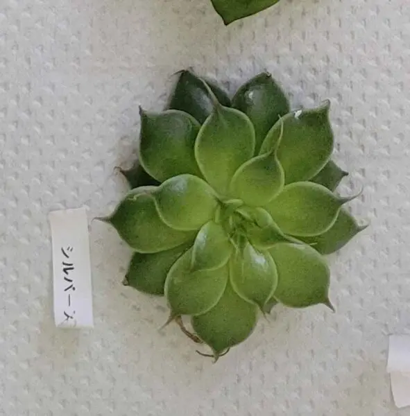 グラプトペタルム シルバースター 多肉植物 100均 ビフォー