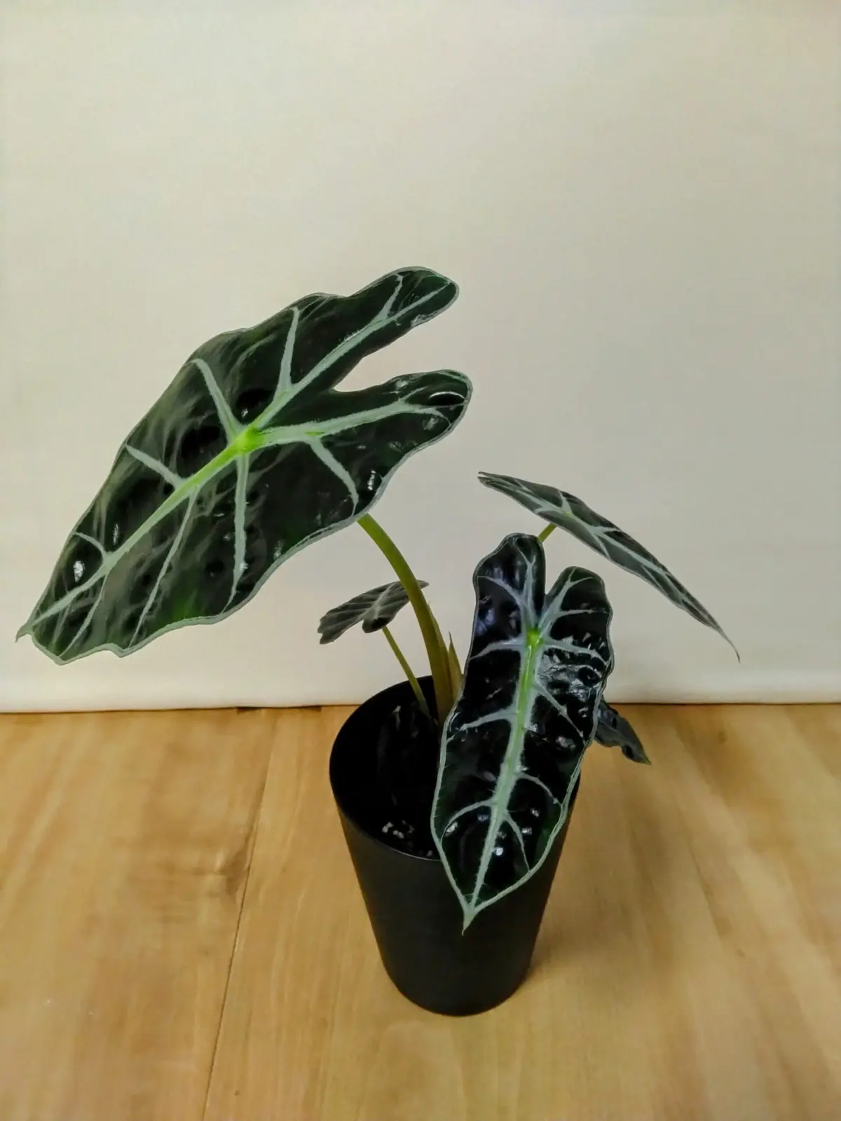 アロカシア　アマゾニカポリ