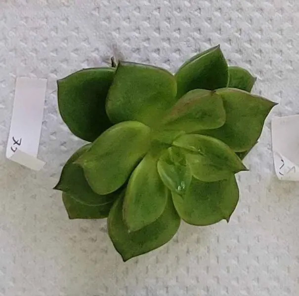 エケベリア ヌダ 多肉植物 100均 ビフォー