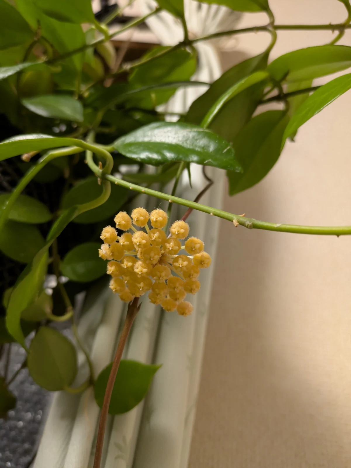 ホヤ　オブスクラ