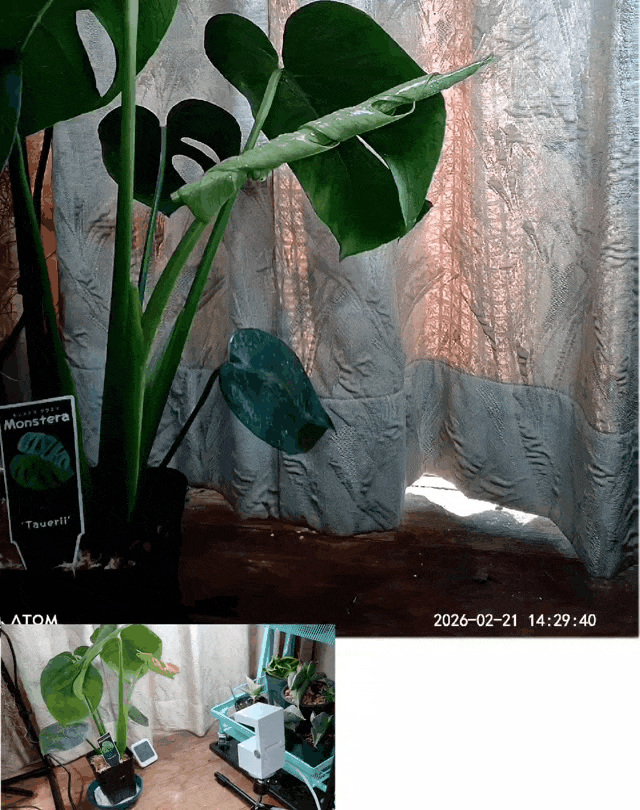 モンステラ タウエリ (タイムラプス) ①