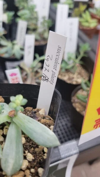 エケベリア マッコス 錦 多肉植物 ホムセン ビフォー