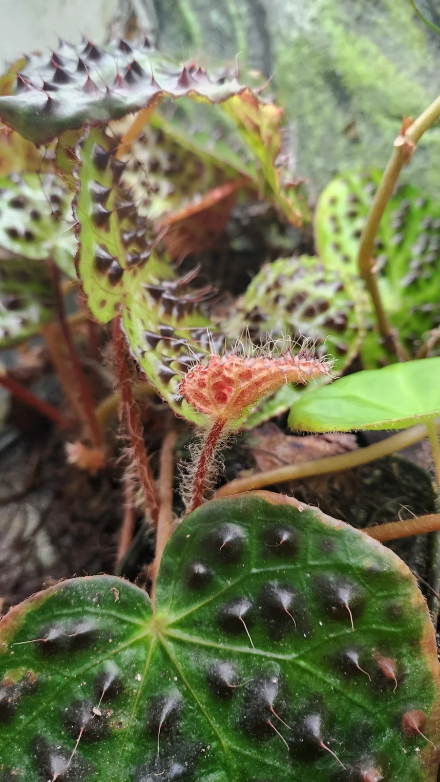 ベゴニア メラノブラータ