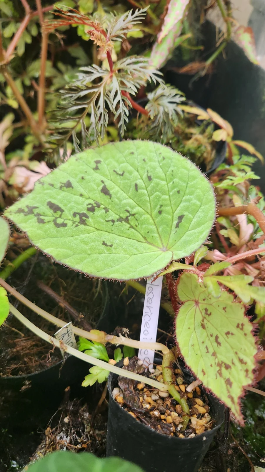 ベゴニア ホロセリケオイデス