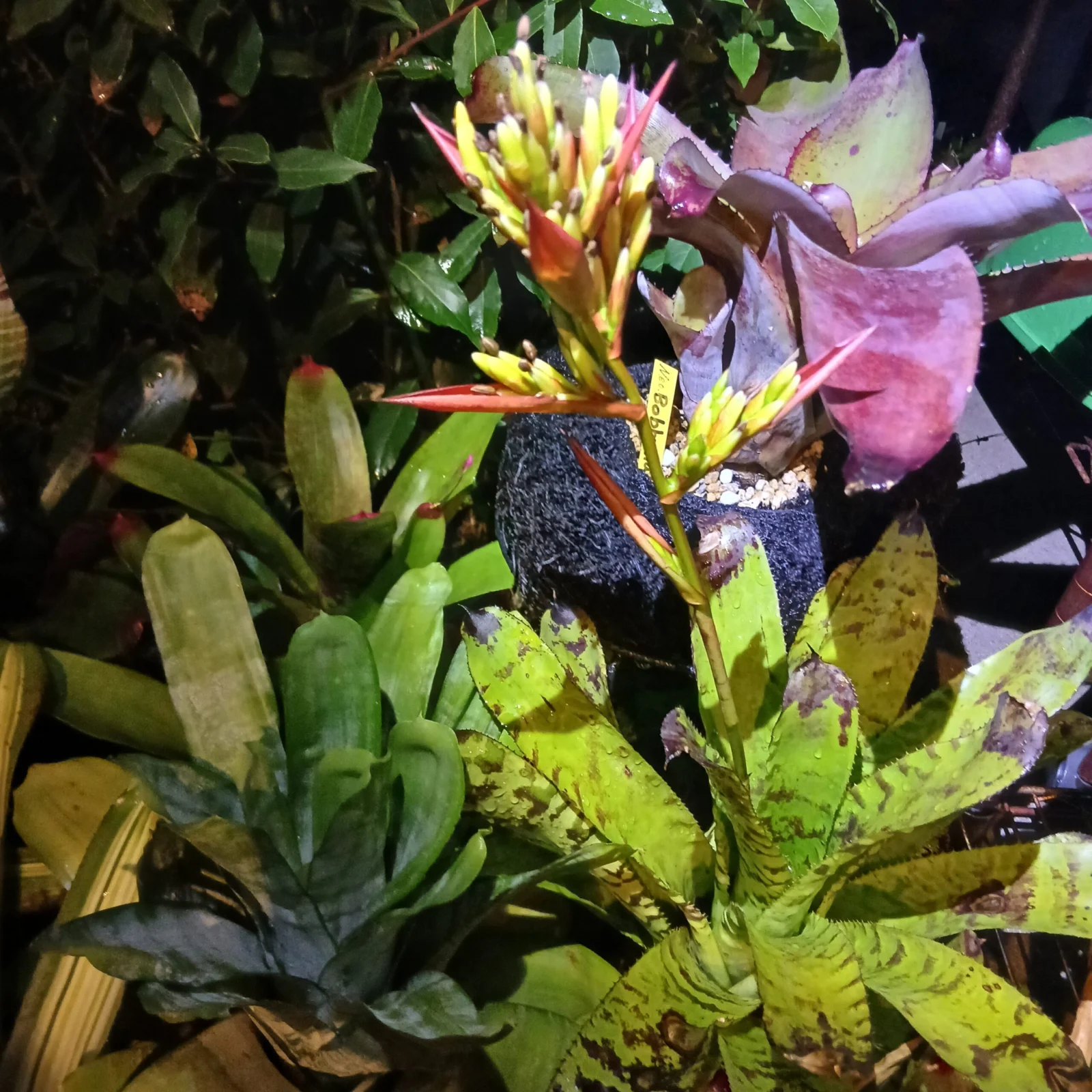 エクメア　コレイアアラウジョイ