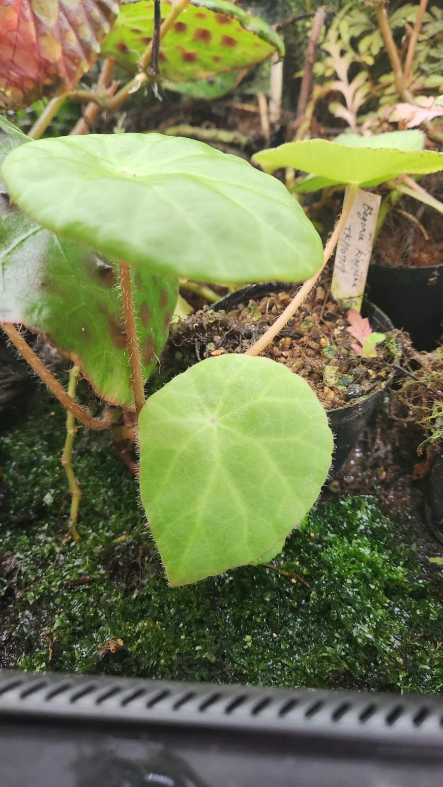 ベゴニア キンギアナ