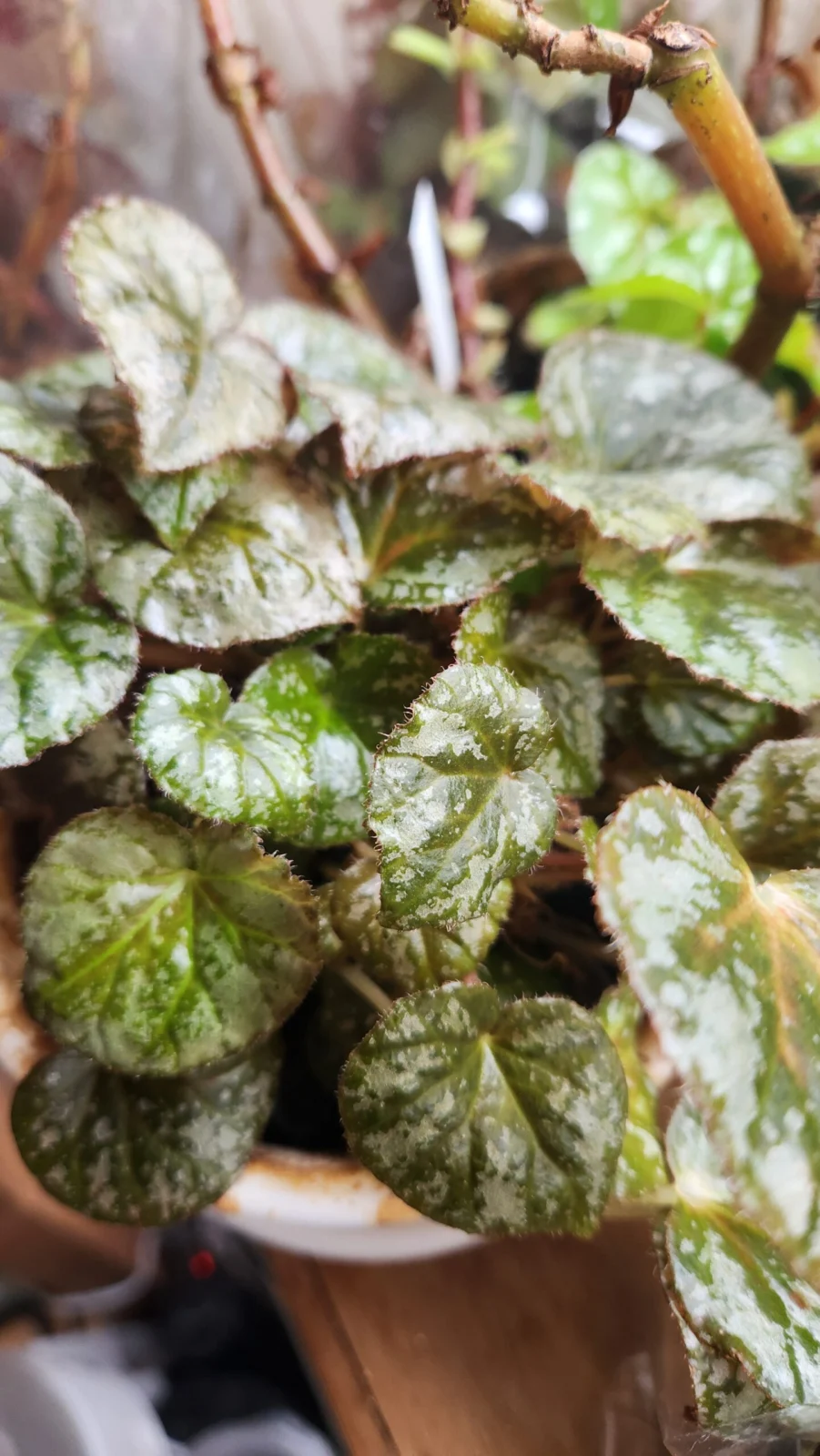 ベゴニア ニグリタリム