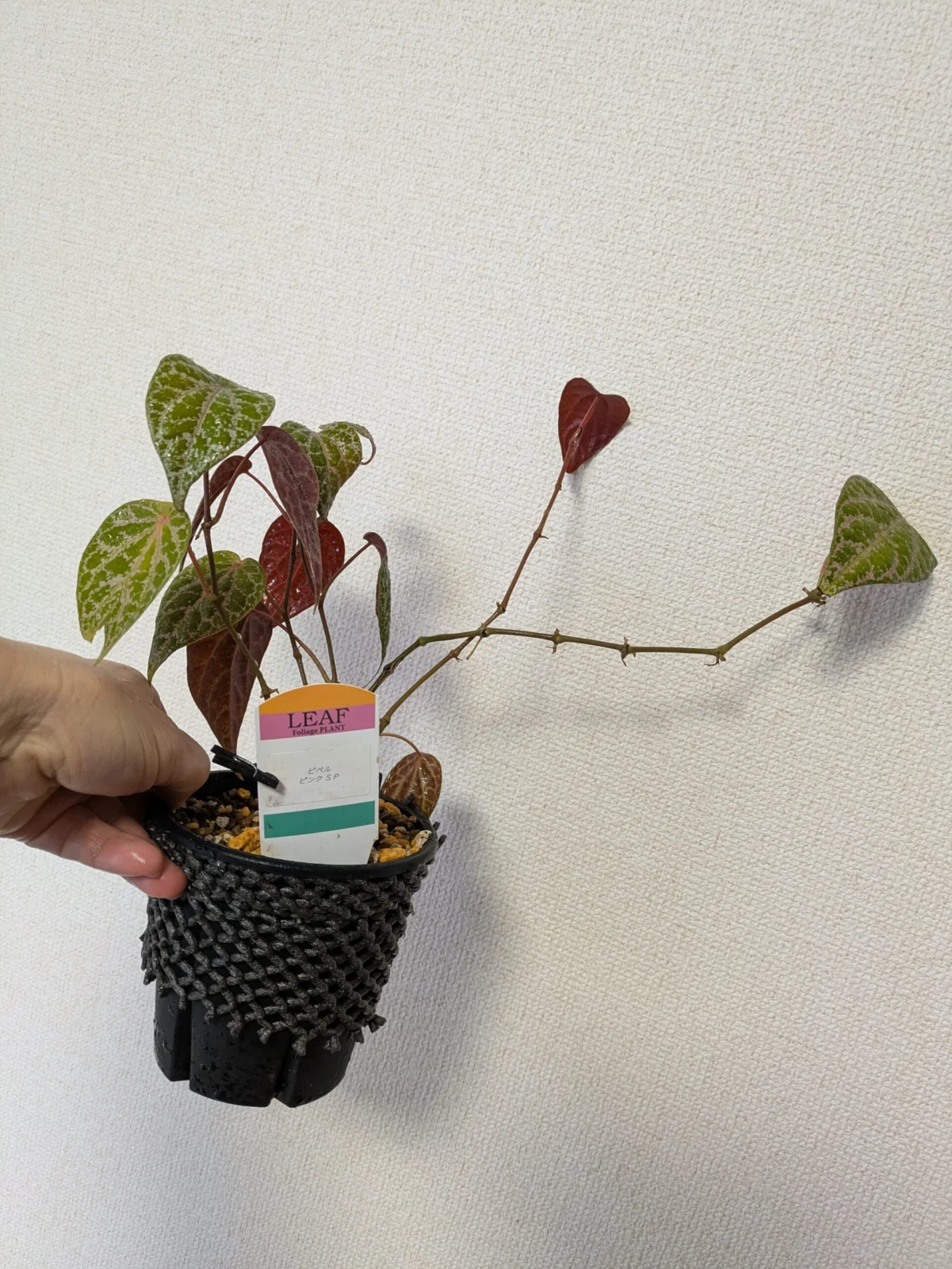 ピペル　ピンクSP