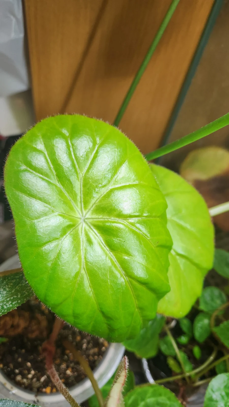 ベゴニア ネルンビフォリア