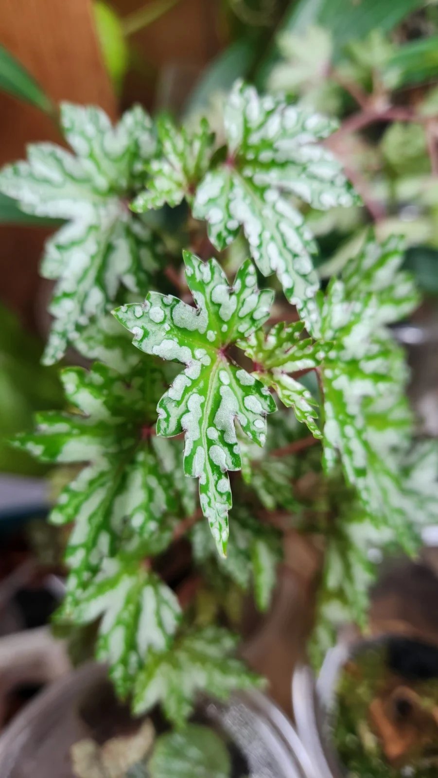 ベゴニア ドレゲイ グラスゴウ