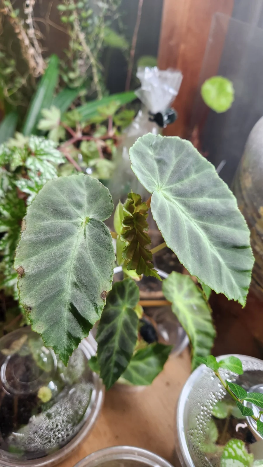 ベゴニア アングラリス