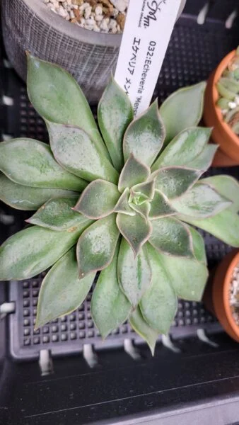 エケベリア メンサ 多肉植物 ホムセン ビフォー
