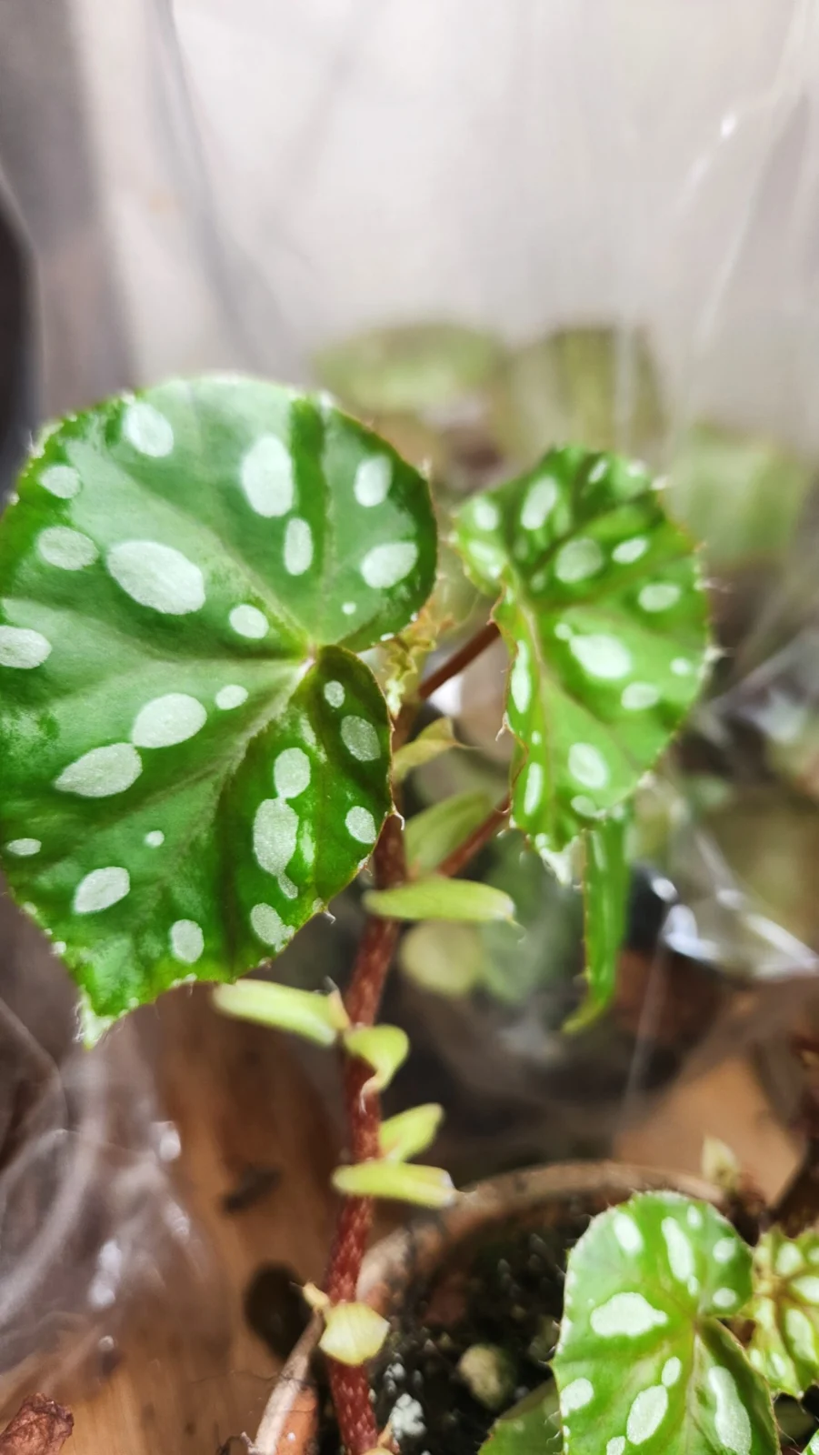 ベゴニア ジエホエイ