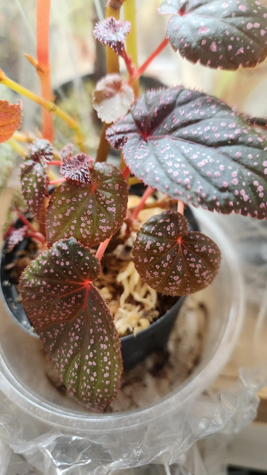 ベゴニア ベビーグラント