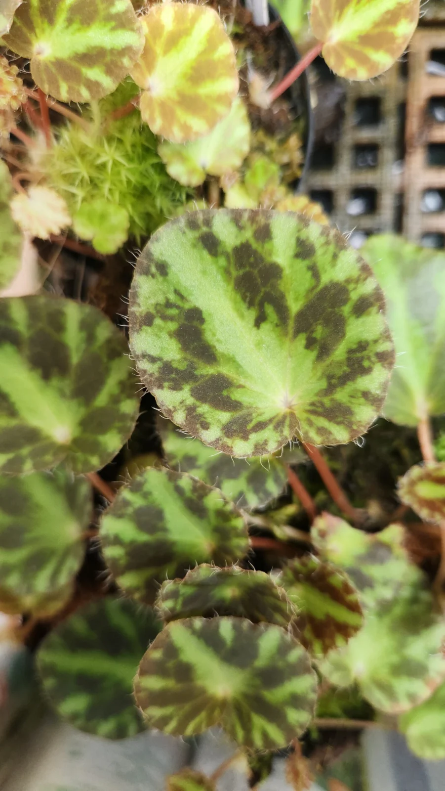 ベゴニア ギロネルラエ