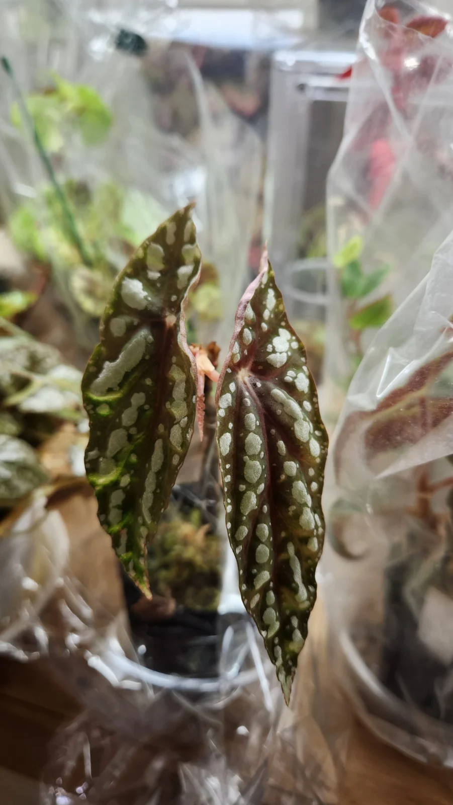 ベゴニア ルバーシィ