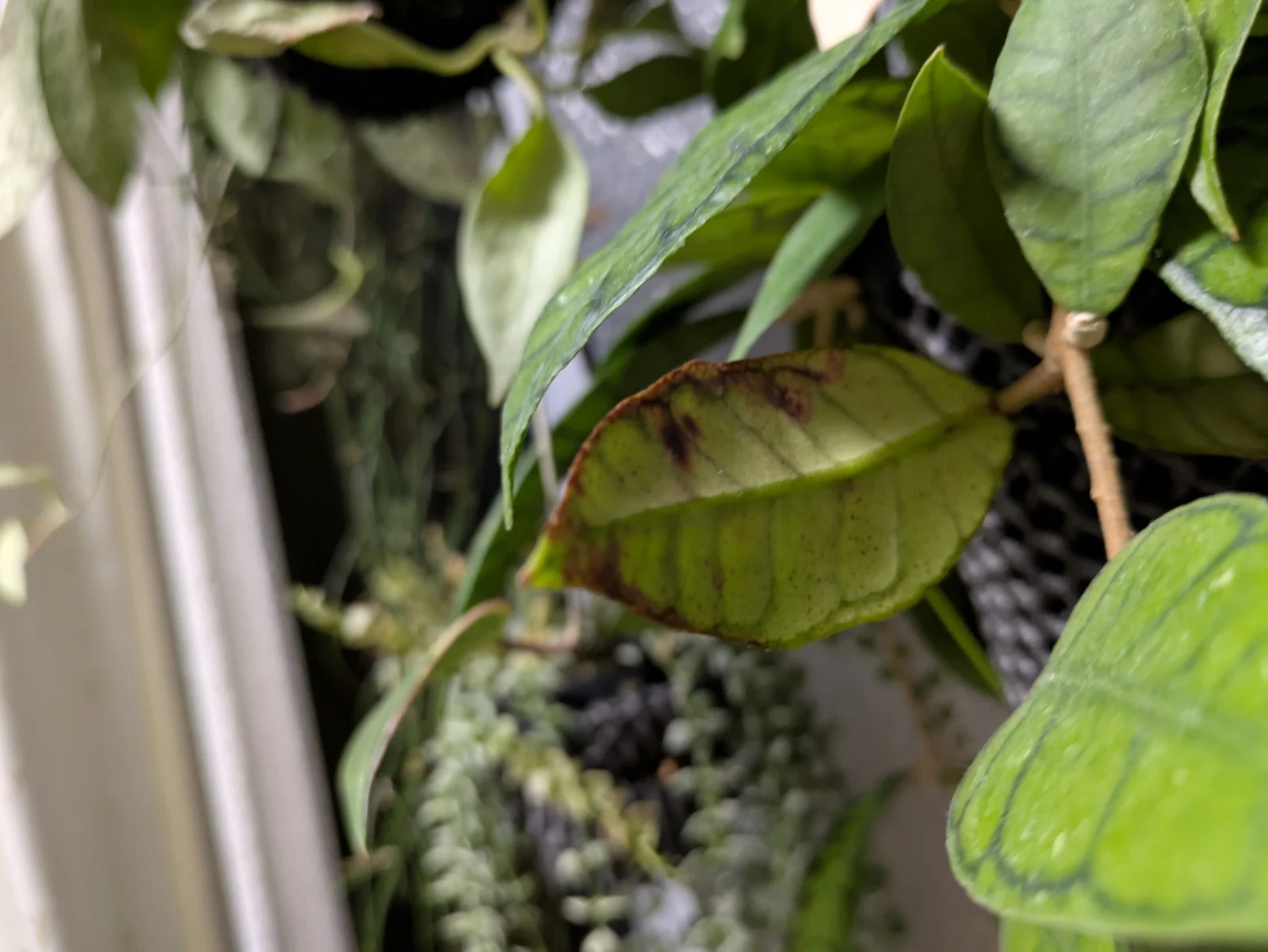 ホヤ カリストフィラ