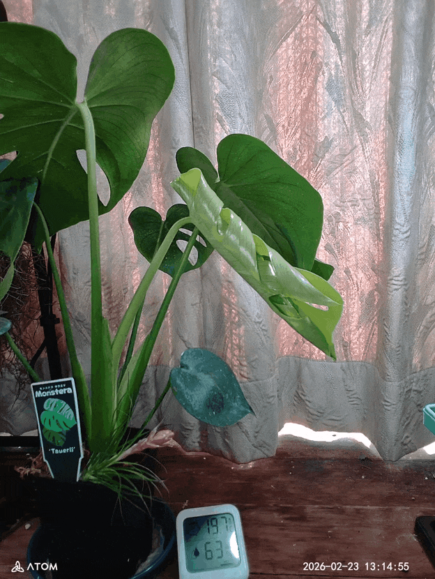 モンステラ タウエリ (タイムラプス) ②