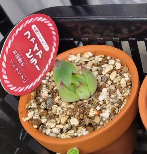 エケベリア ファイヤーピラー 多肉植物 ホムセン ビフォー