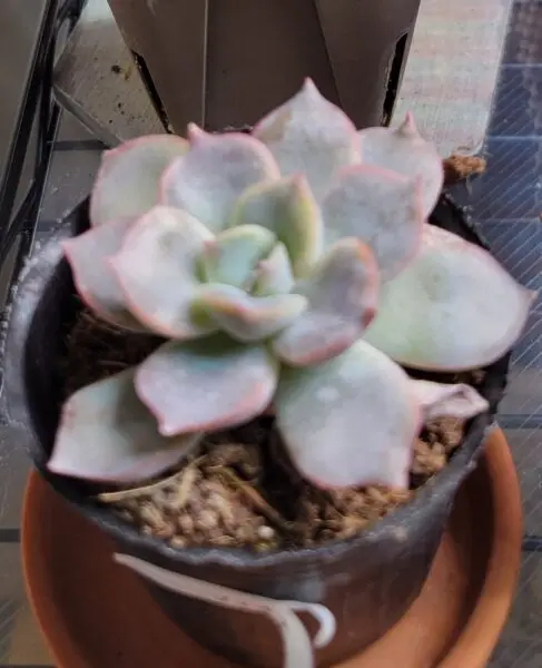 エケベリア フィオナ 多肉植物 100均 ビフォー