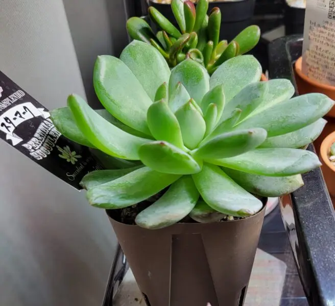 エケベリア スターマーク 多肉植物 ホムセン ビフォー