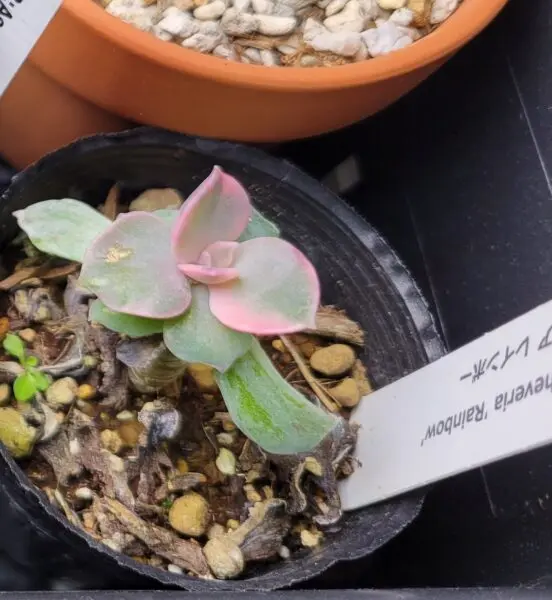 エケベリア レインボー 多肉植物 ホムセン ビフォー