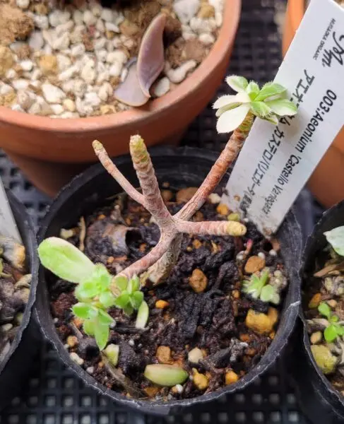 アエオニウム カステロバリエガータ 愛染錦 多肉植物 ホムセン ビフォー