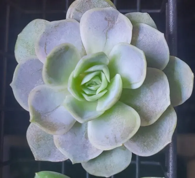 エケベリア ブルーサプライズ 多肉植物 100均 ビフォー