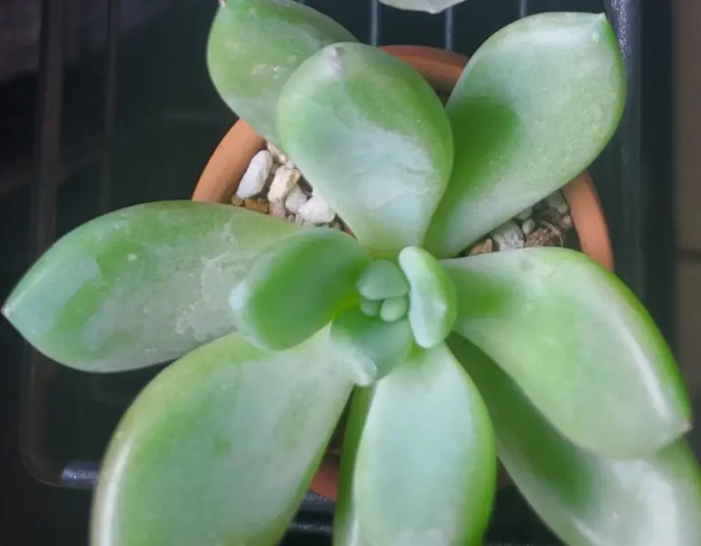 パキフィツム フユビジン 多肉植物 100均 ビフォー