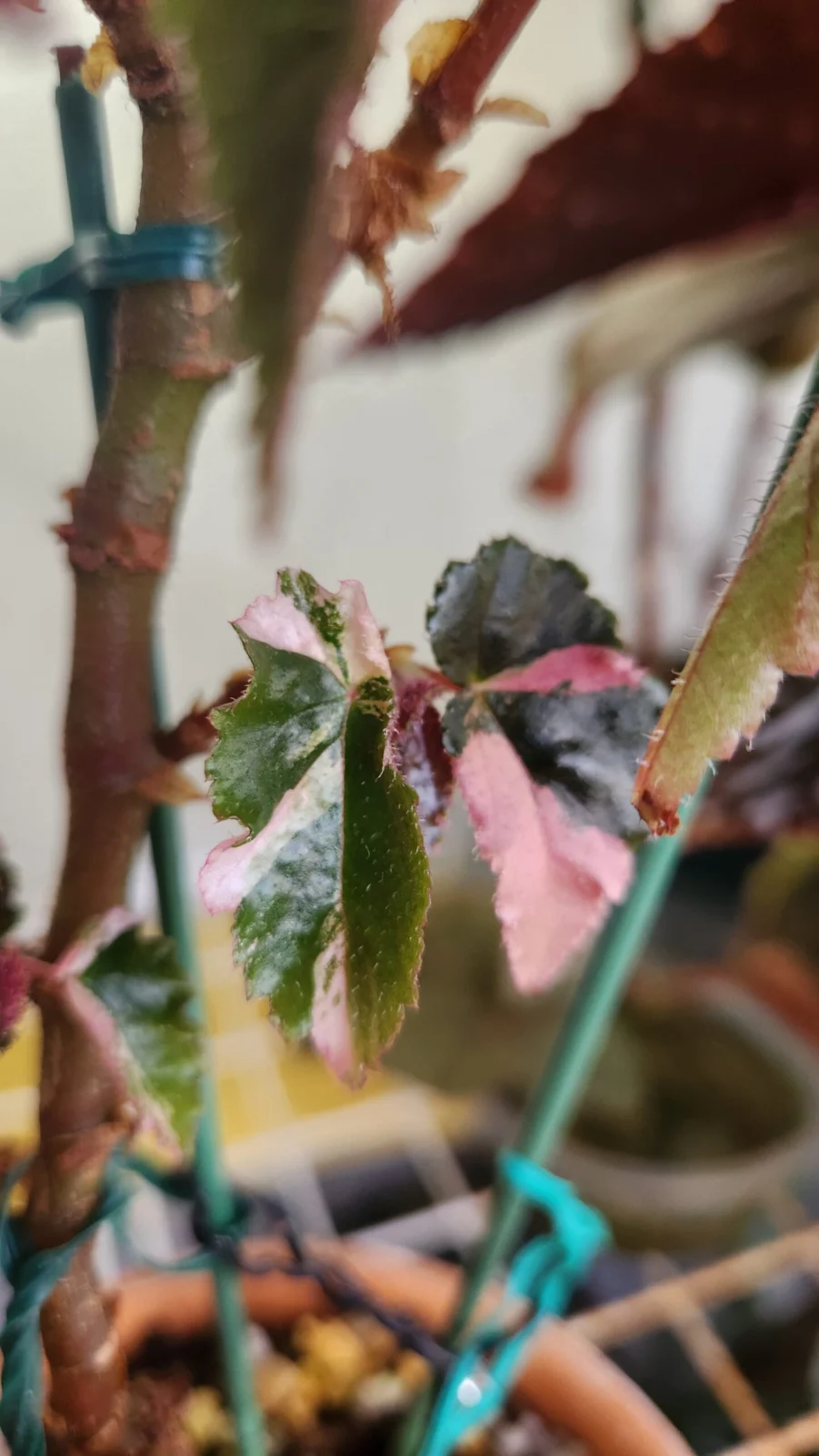 ベゴニア ジニー 銀河