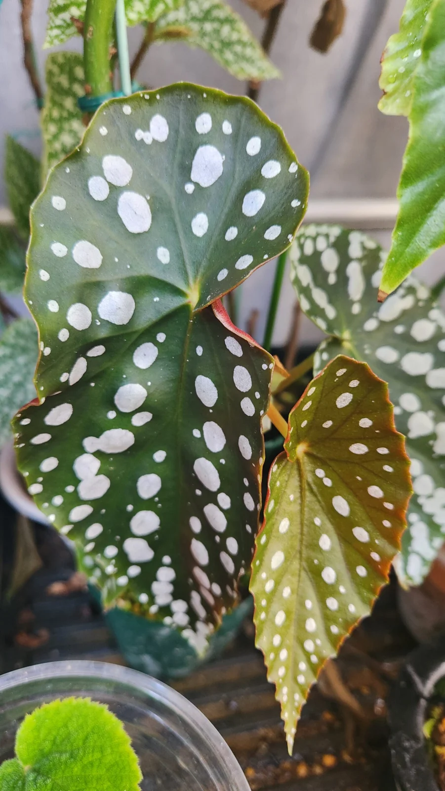 ベゴニア ゲッキュウデン月宮殿