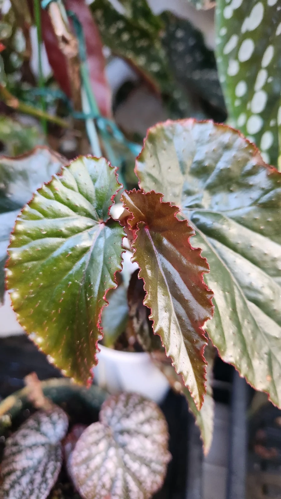 ベゴニア ブラックドラゴン