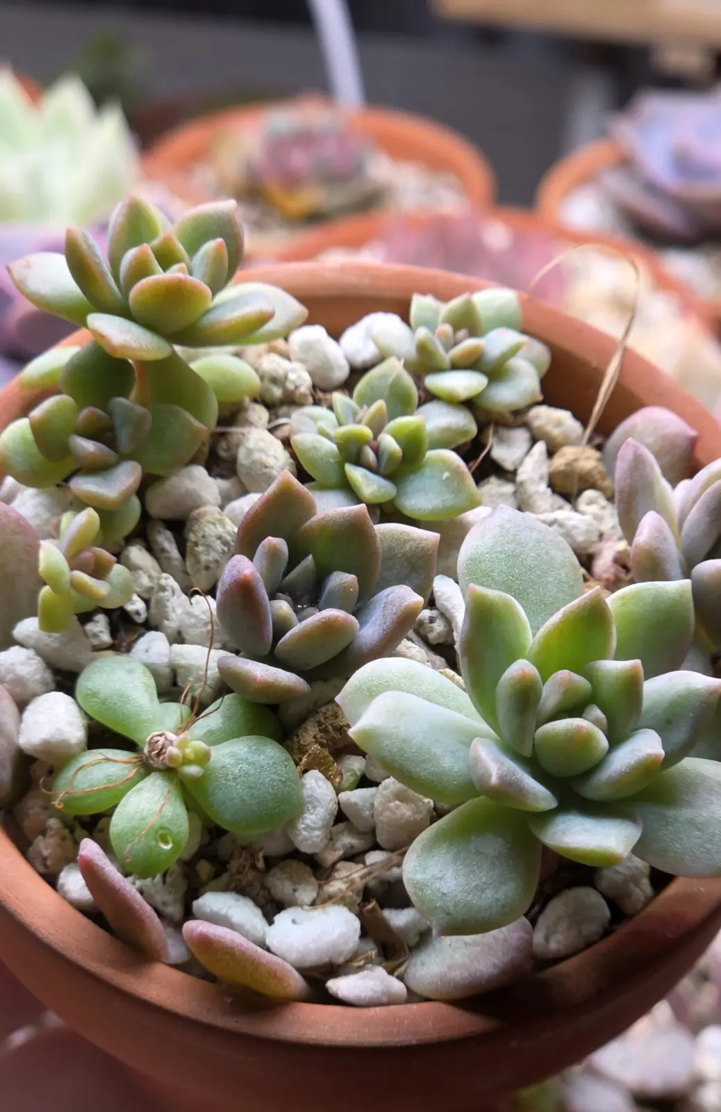 エケベリア　マッコス　錦　多肉植物　ホムセン　アフター