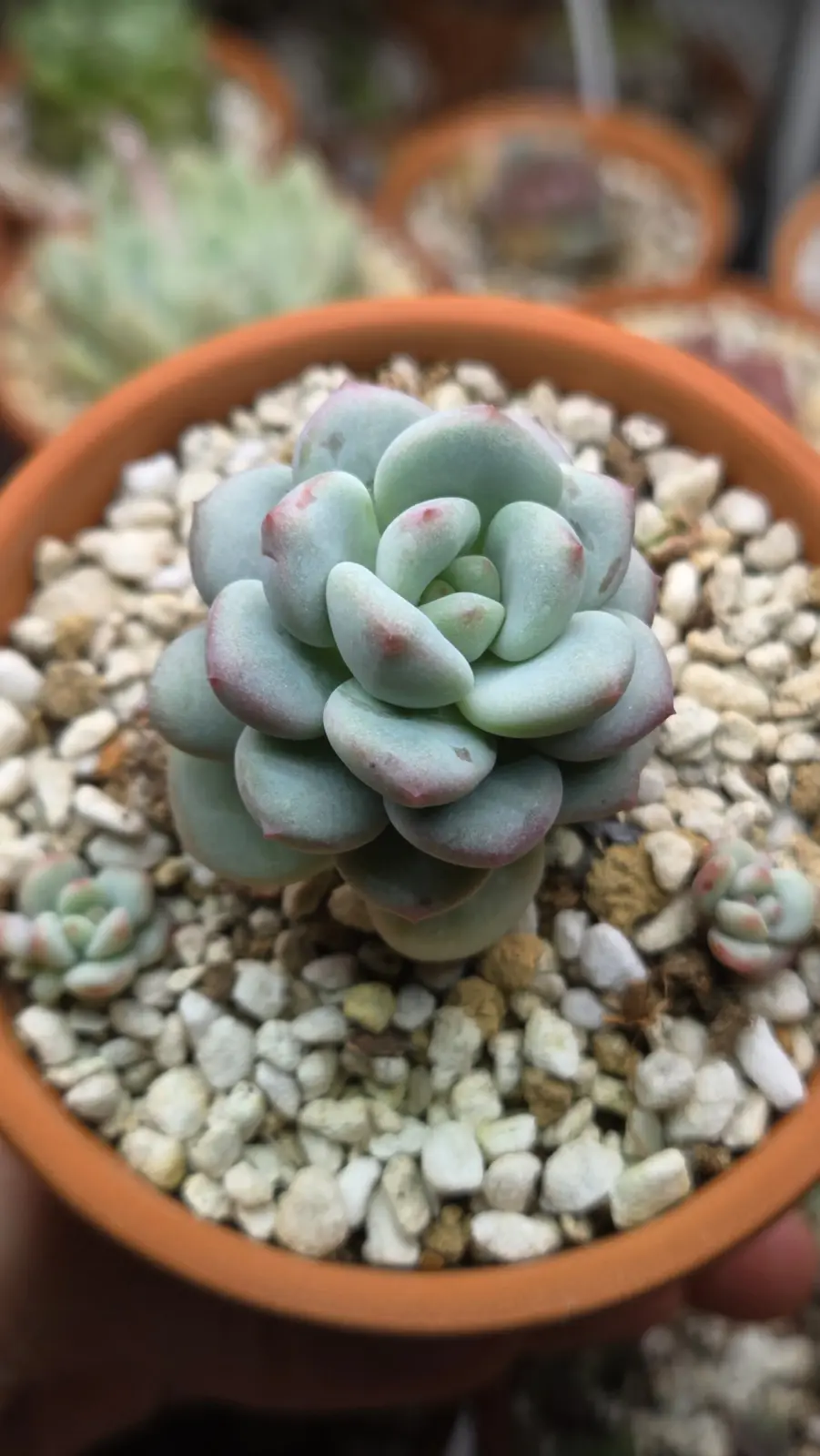 パキフィツム　フレーベル　多肉植物　ホムセン　アフター