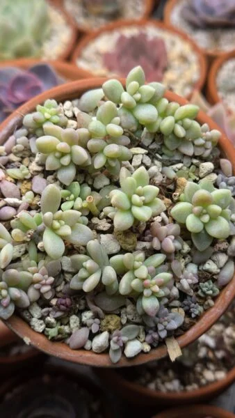 グラプトペタルム ヒメシュウレイ 姫秀麗 多肉植物 ホムセン アフター