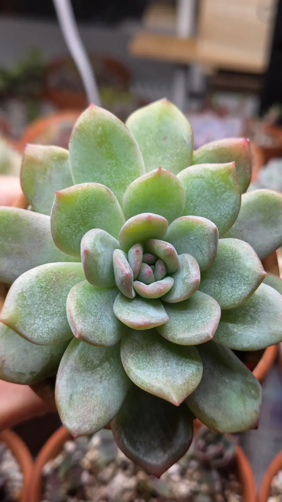 エケベリア　スターマーク　多肉植物　ホムセン　アフター