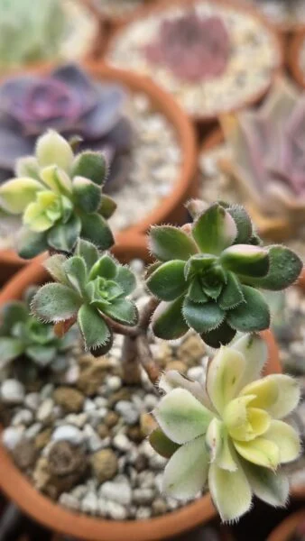 アエオニウム カステロバリエガータ 愛染錦 多肉植物 ホムセン アフター