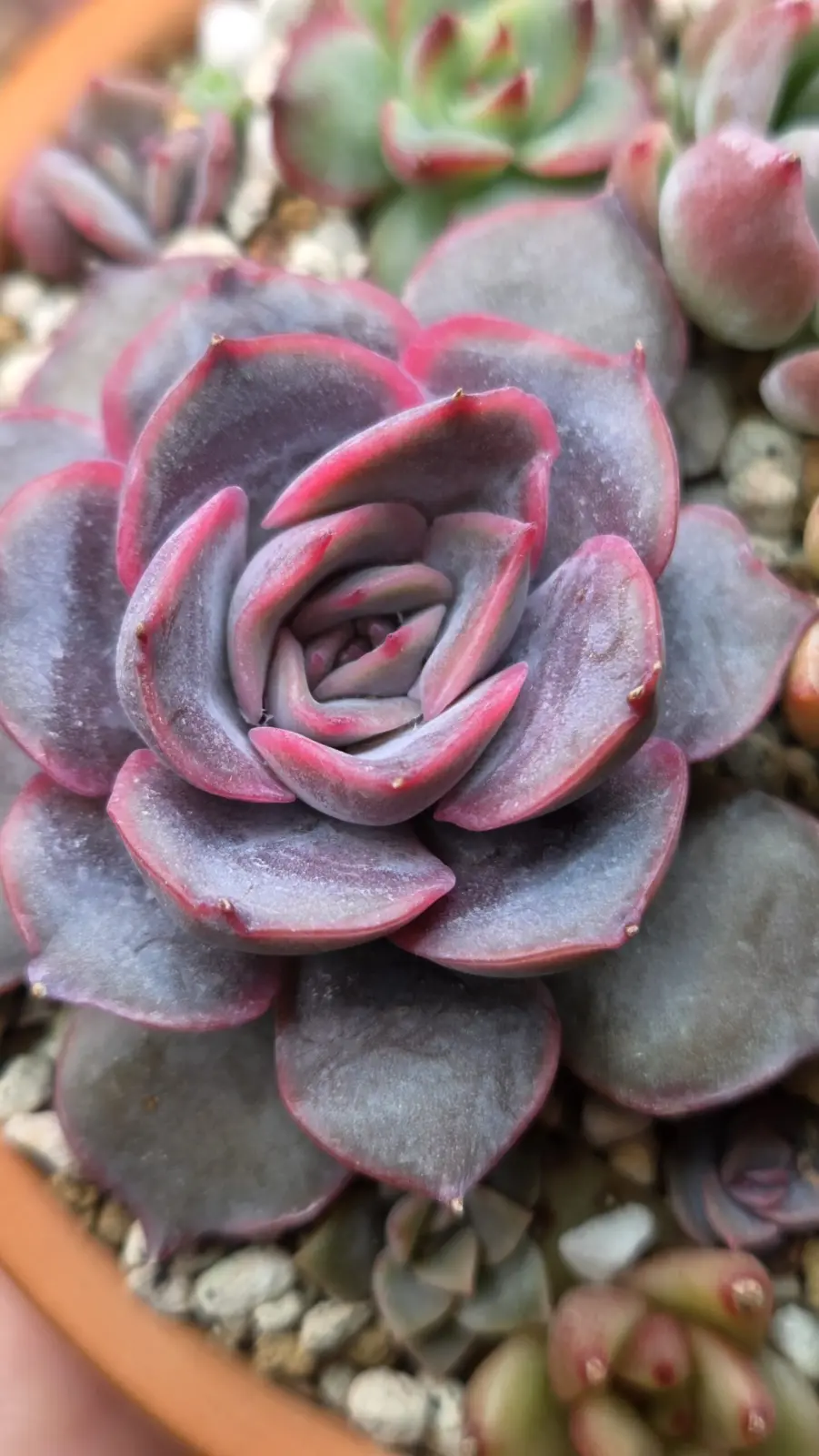 エケベリア　フィオナ　多肉植物　100均　アフター