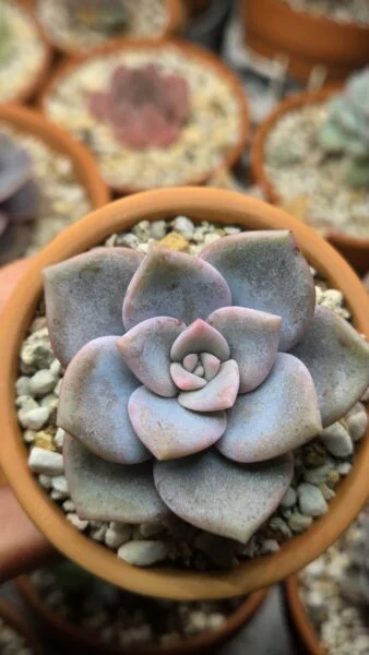 グラプトペタルム イエティ 多肉植物 ホムセン アフター