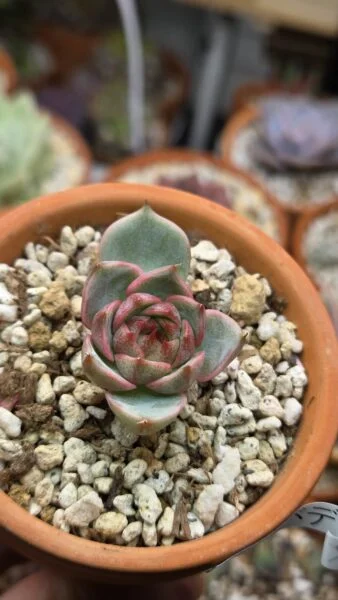 エケベリア ベンバディス 多肉植物 100均 アフター