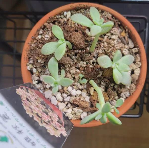 グラプトペタルム ヒメシュウレイ 姫秀麗 多肉植物 ホムセン ビフォー