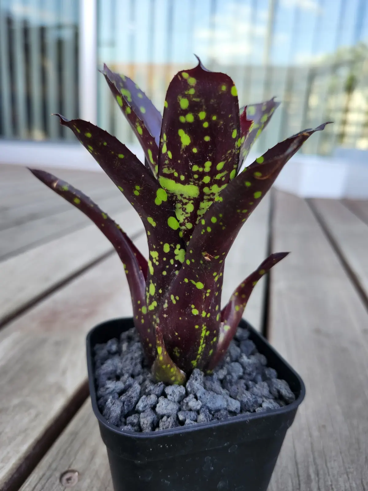 ネオレゲリア　ドミノ