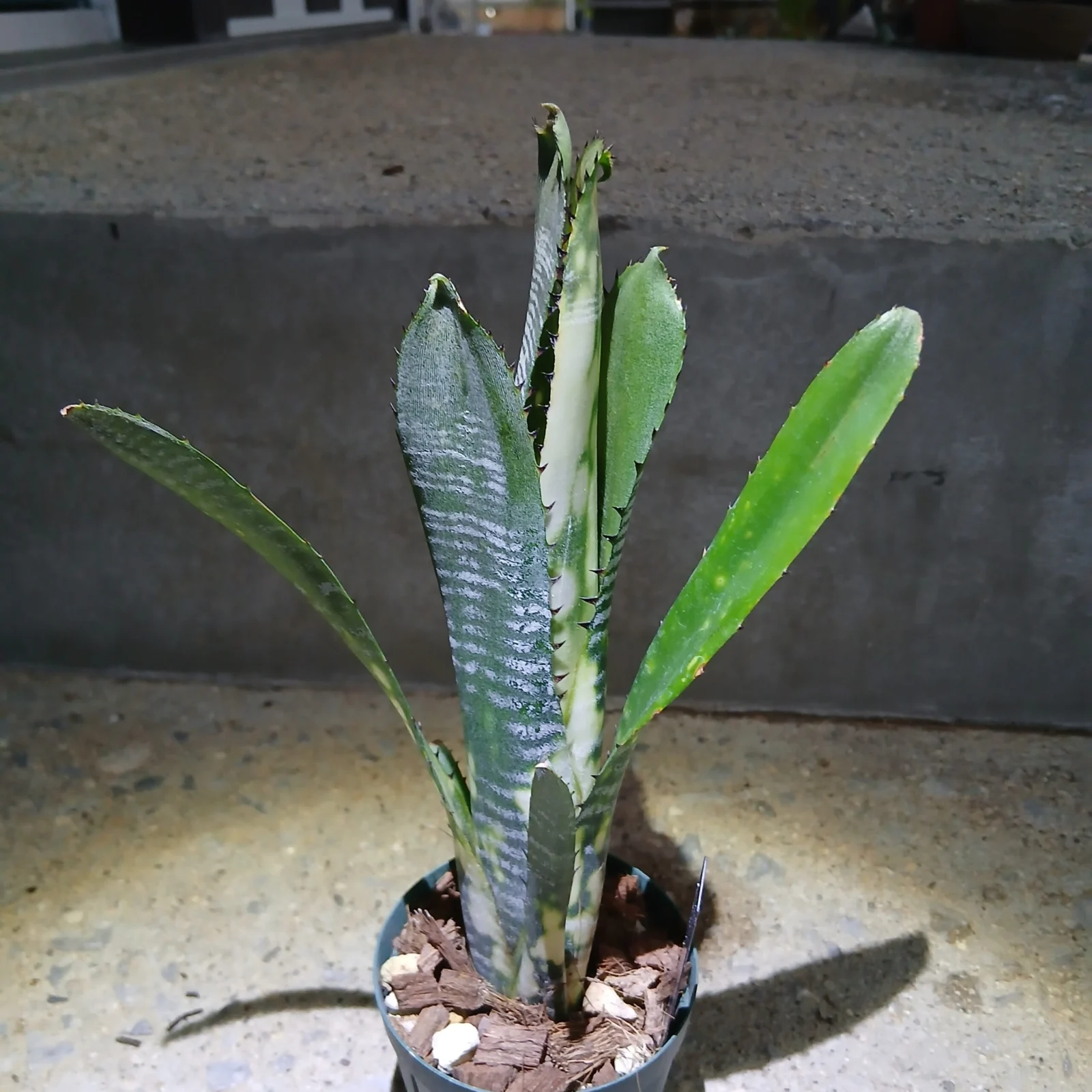 ビルベルギア　ドミンゴスマーティンス