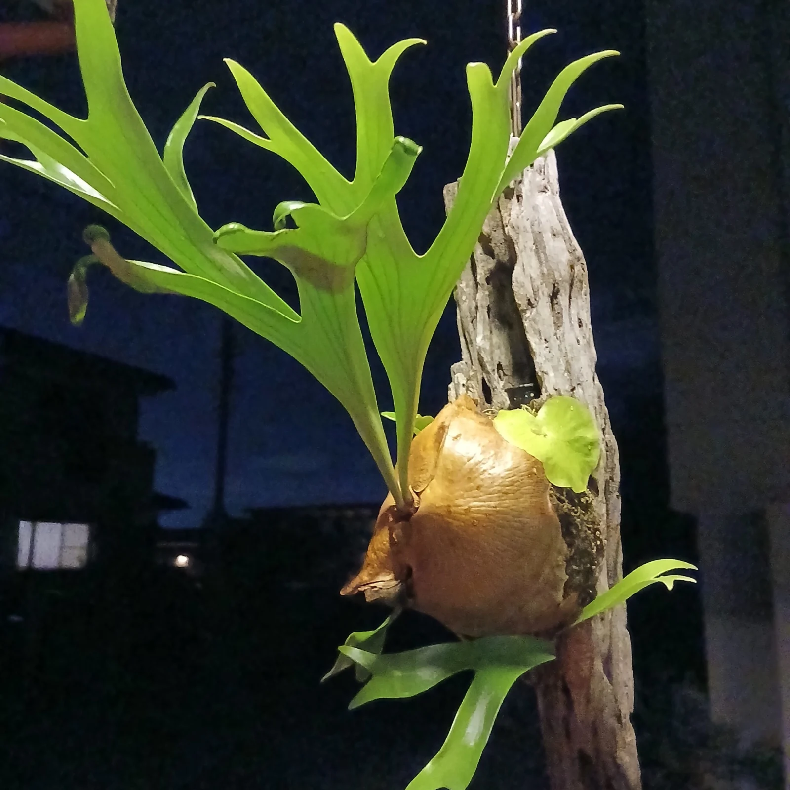 ビカクシダ　アルシコルネ　アフリカ