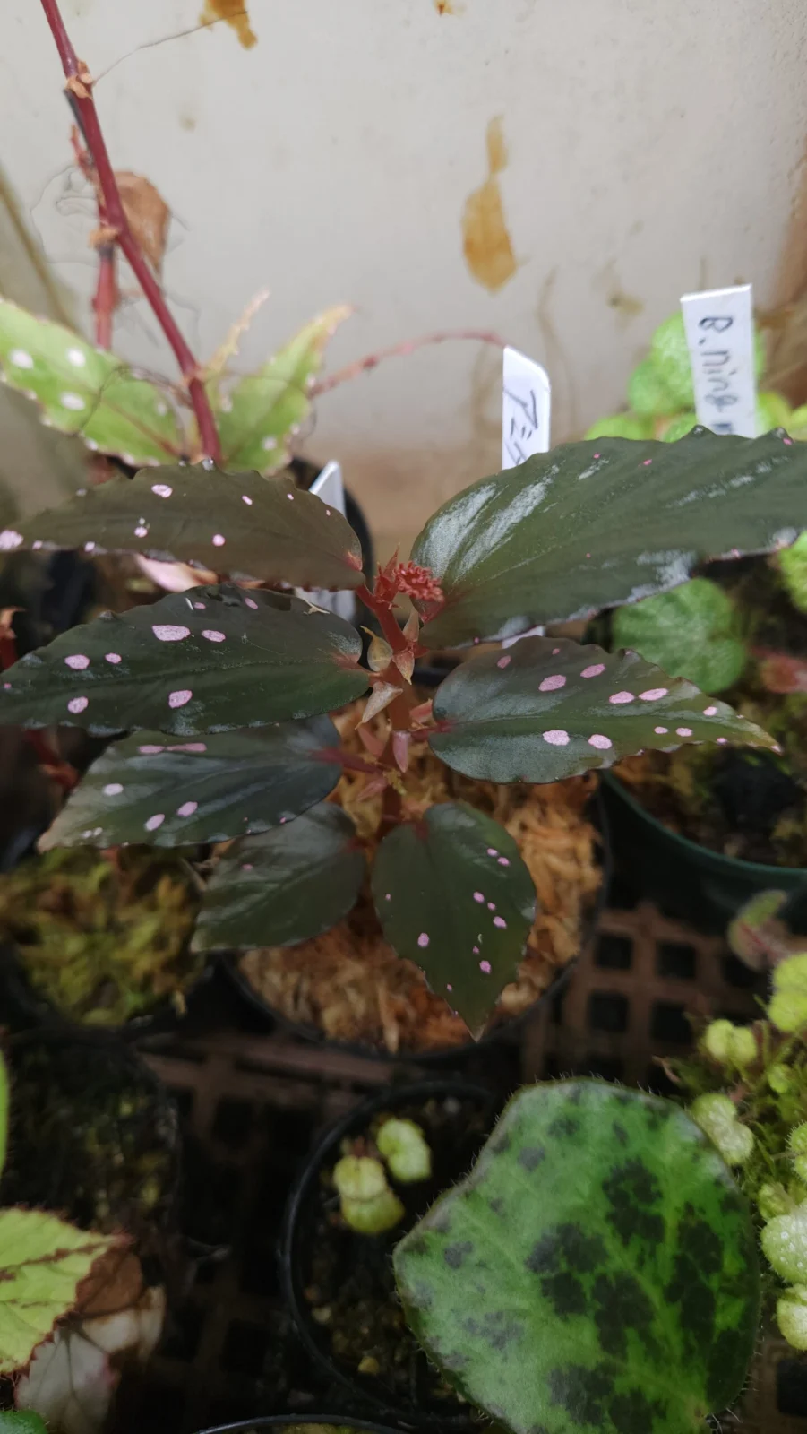 ベゴニア アミダラエ