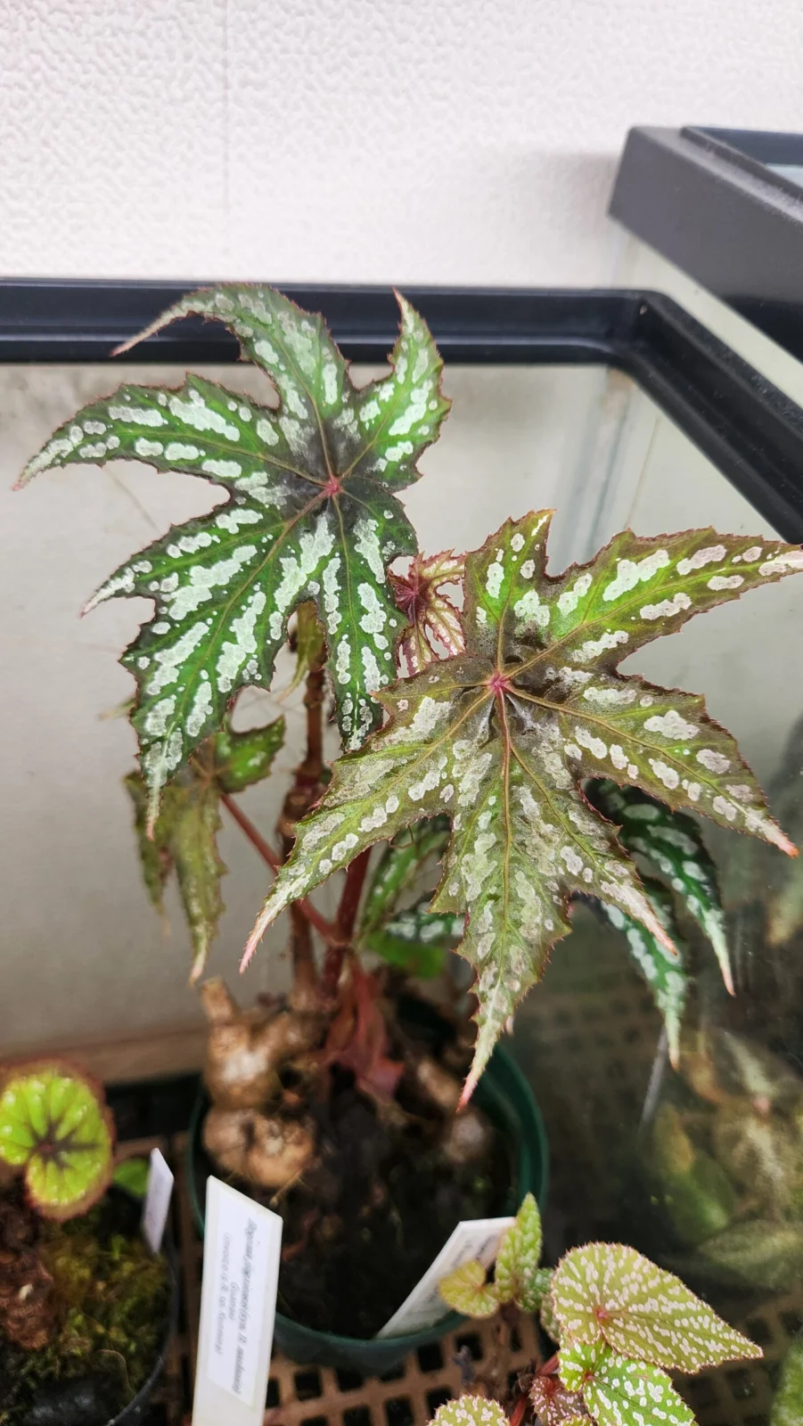 ベゴニア ディアデマ