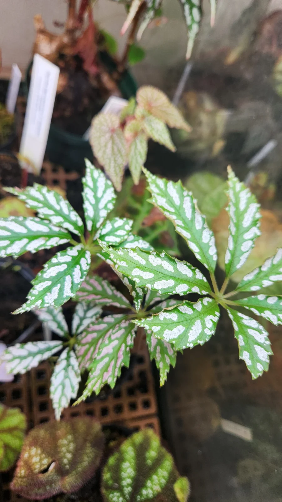 ベゴニア ヘムスレヤナ スポテッド ピンク