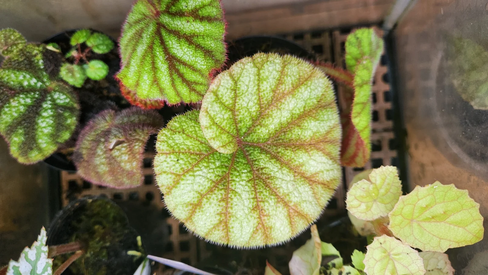 ベゴニア ウエシコロル