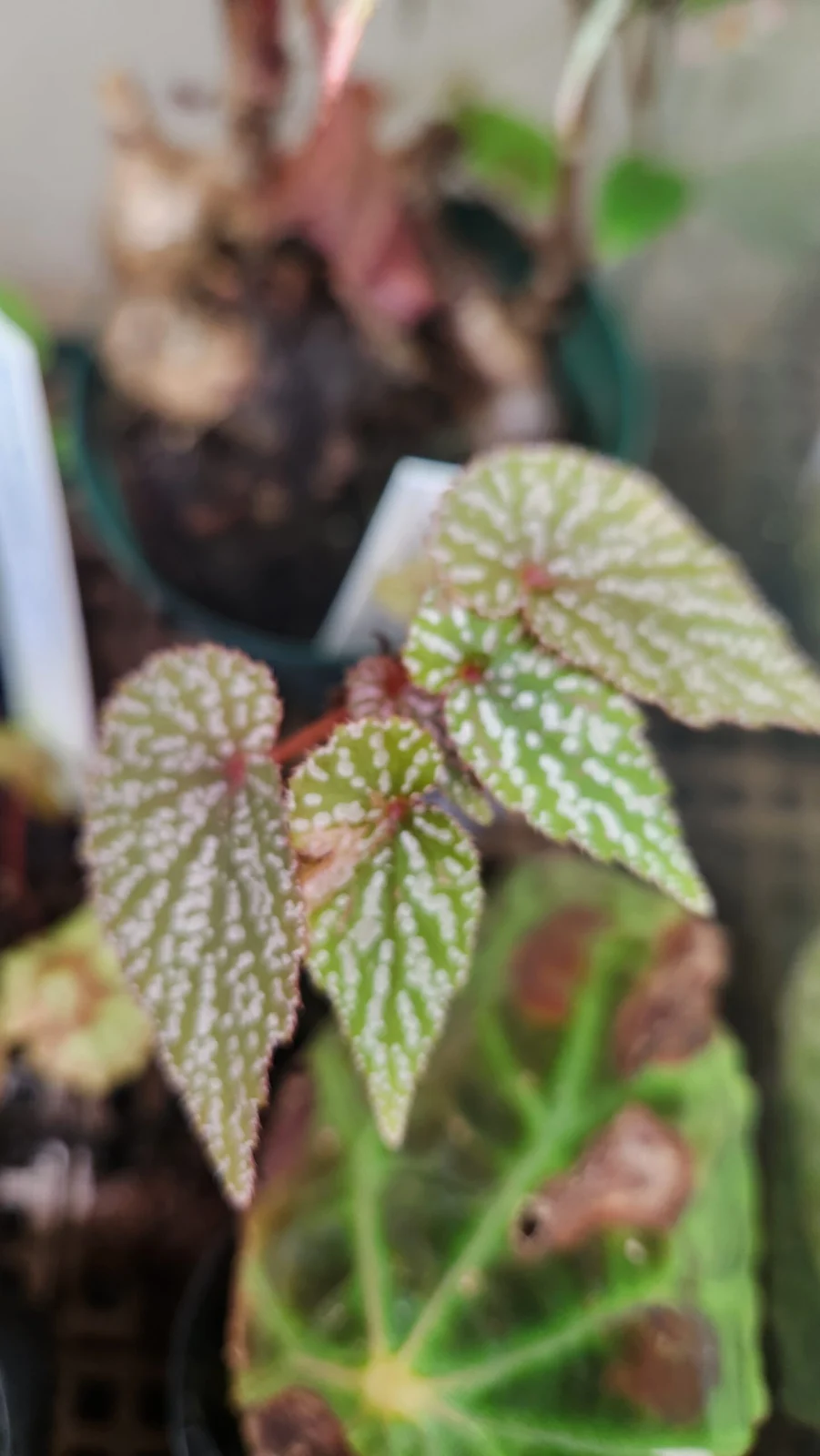 ベゴニア sp. アンダマン